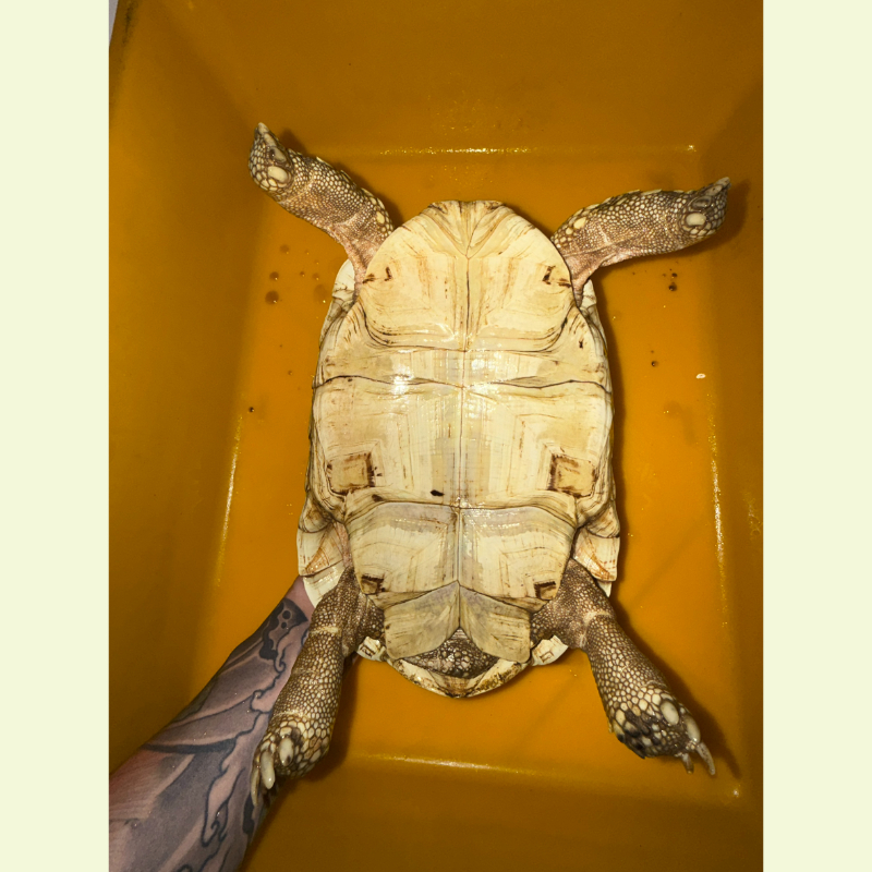 東非豹紋陸龜｜約27公分