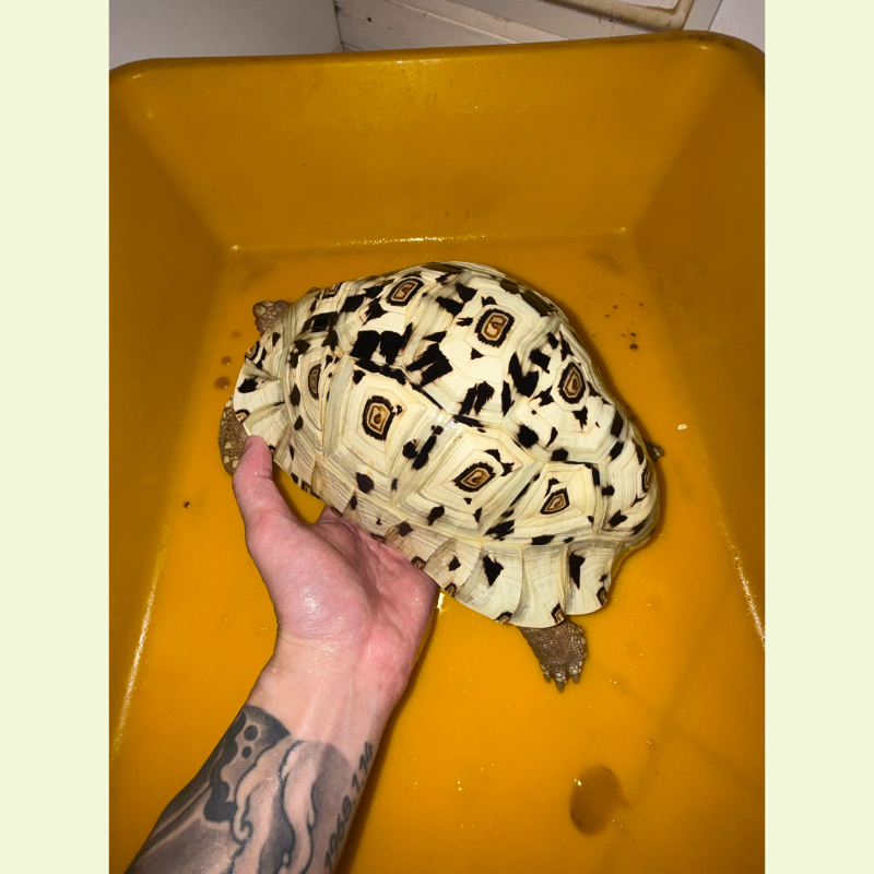 東非豹紋陸龜｜約27公分
