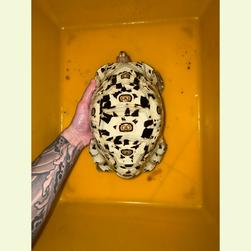 東非豹紋陸龜｜約27公分