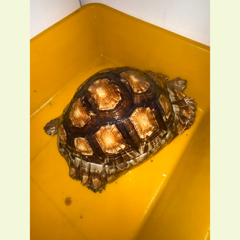 蘇豹陸龜｜約30公分