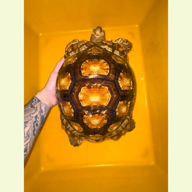 蘇豹陸龜｜約30公分