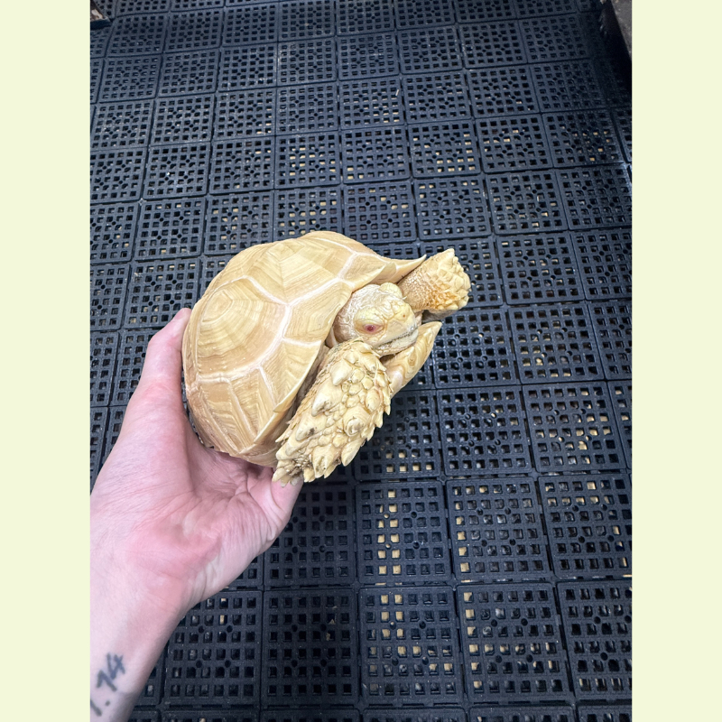 白子蘇卡達象龜｜約20公分