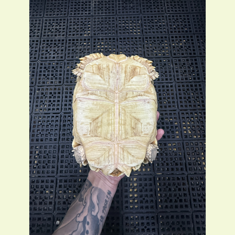 白子蘇卡達象龜｜約20公分