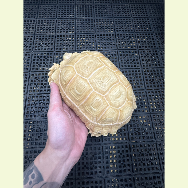 白子蘇卡達象龜｜約20公分