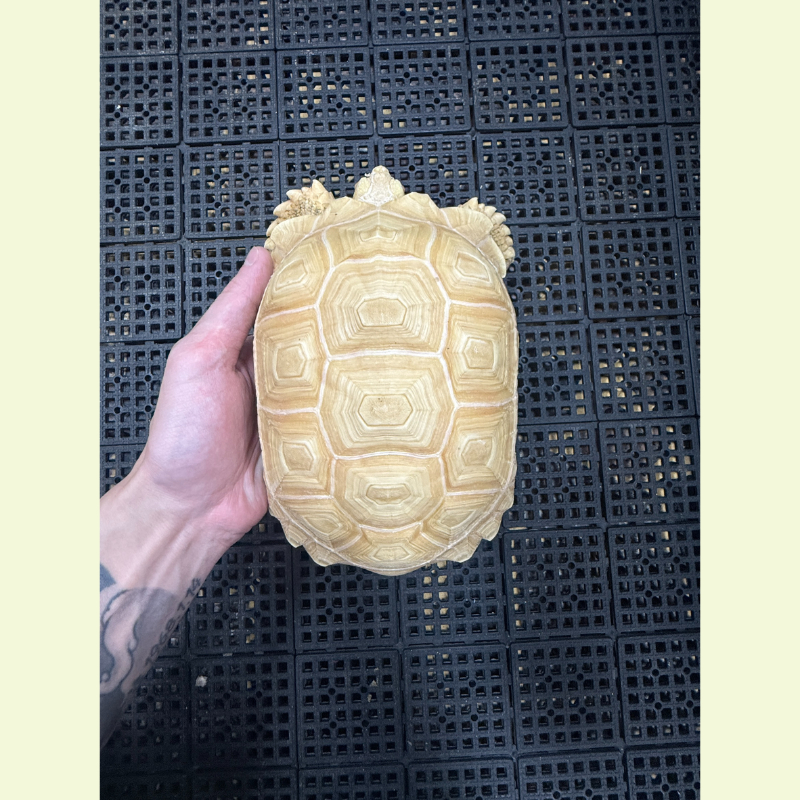 白子蘇卡達象龜｜約2