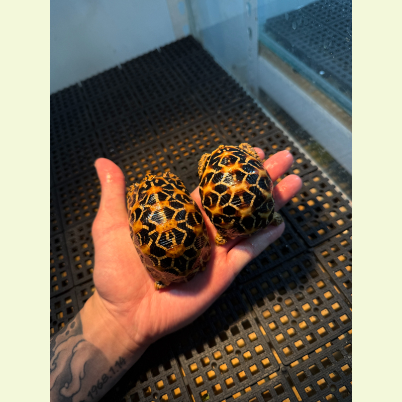 印度星龜/斯里蘭卡星