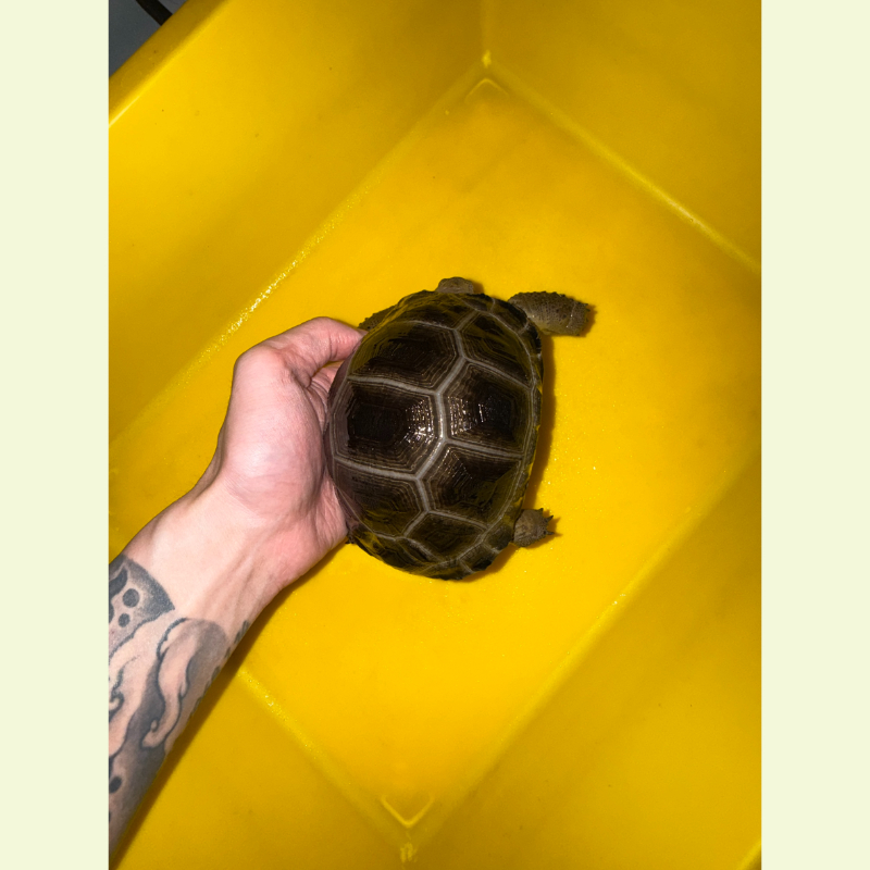 亞達伯拉象龜｜約13公分