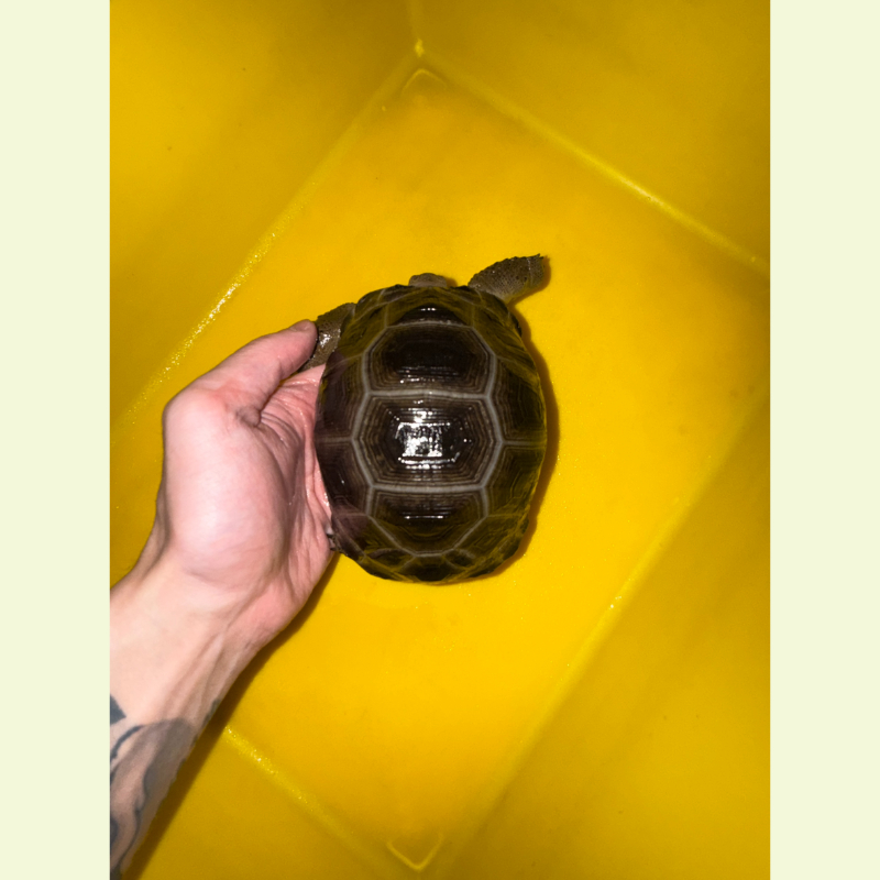 亞達伯拉象龜｜約13