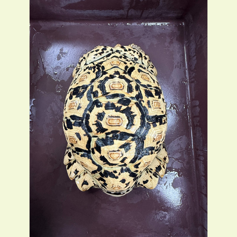 東非豹紋陸龜｜約30公分