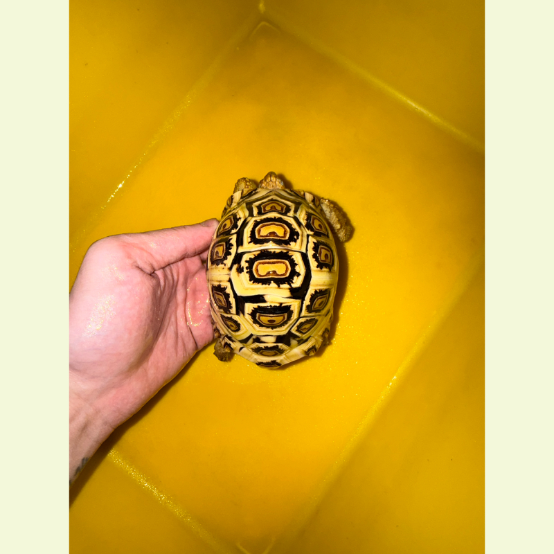 東非豹紋陸龜｜約11公分