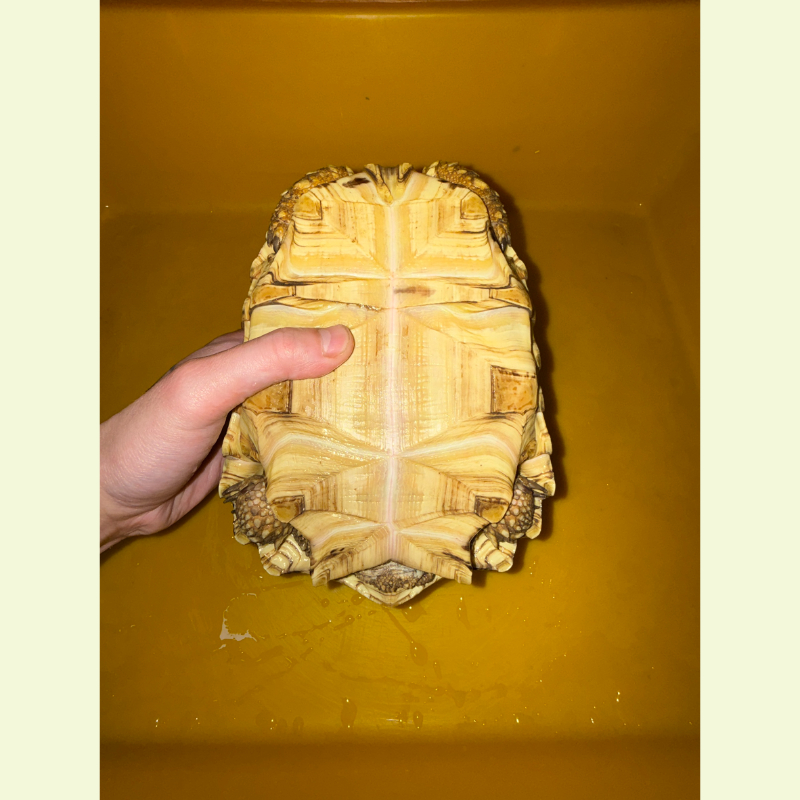 東非豹紋陸龜｜約21公分