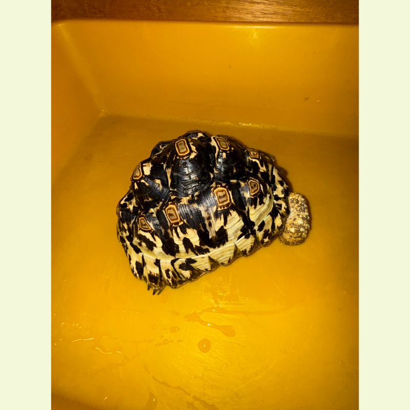 東非豹紋陸龜｜約21公分