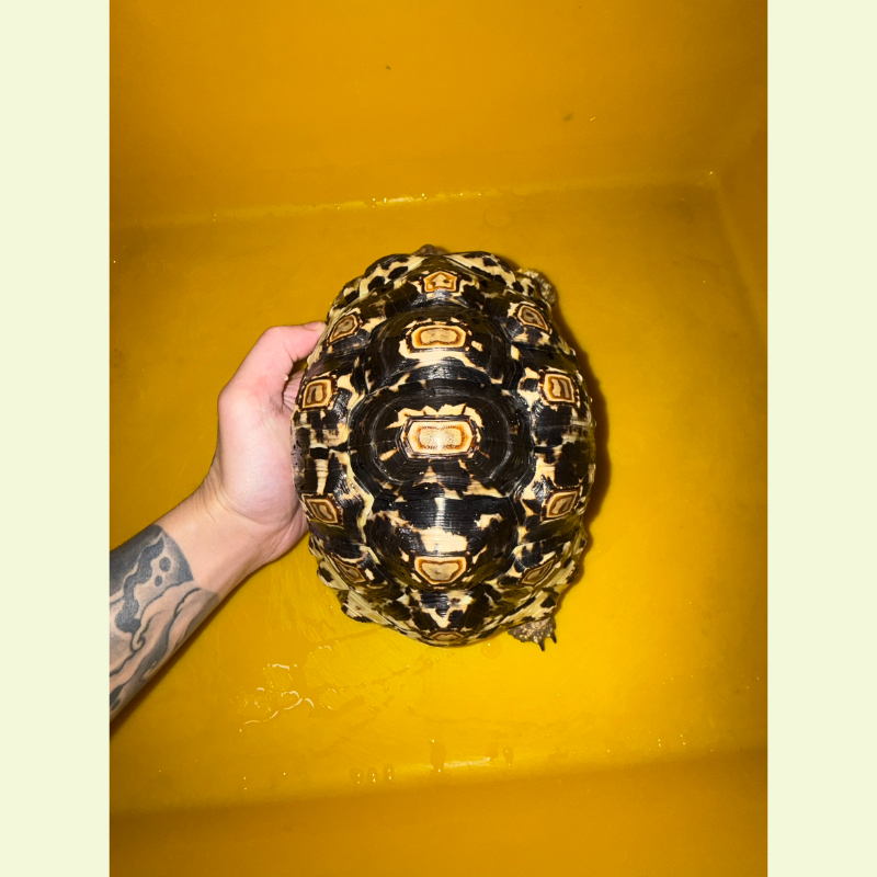 東非豹紋陸龜｜約21