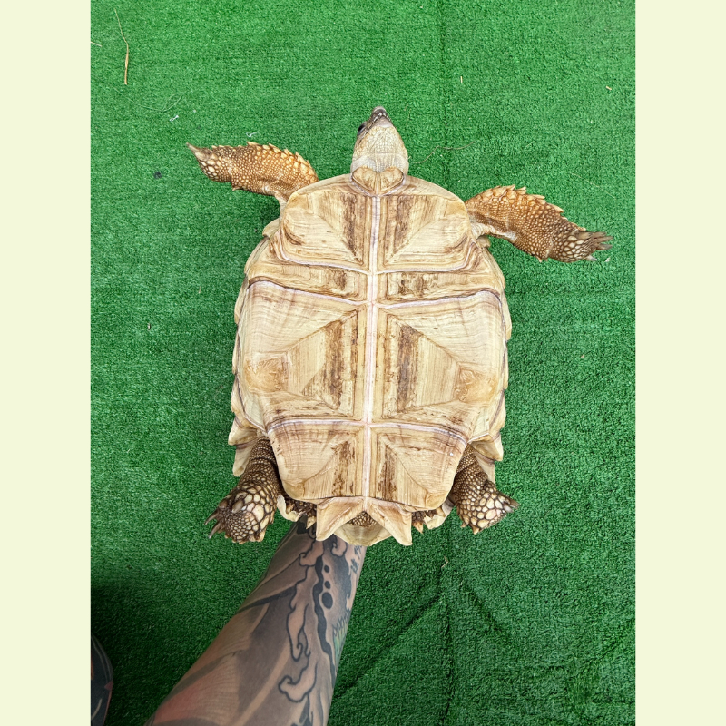 蘇卡達象龜｜約24公分