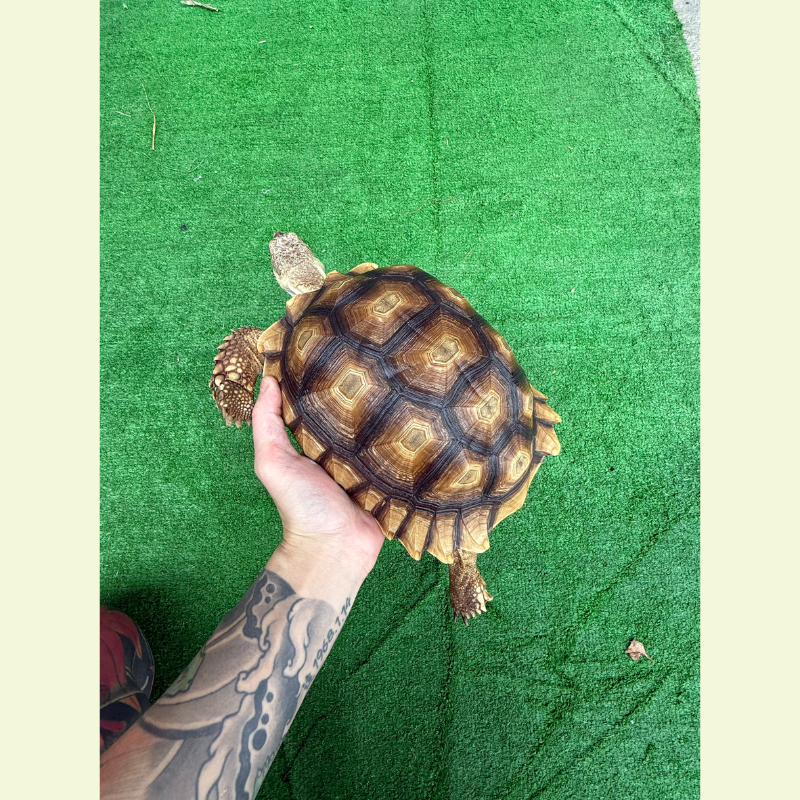 蘇卡達象龜｜約24公分