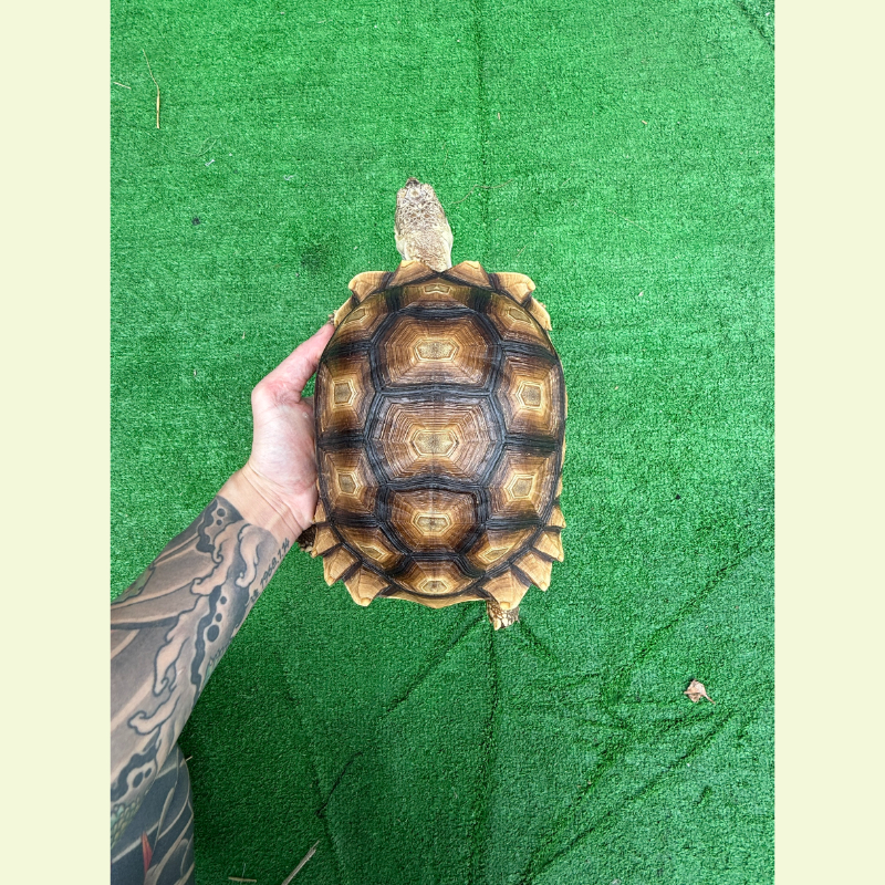 蘇卡達象龜｜約24公