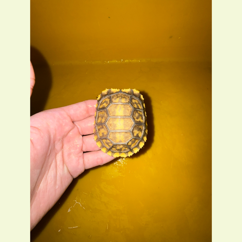 黃腿象龜｜約6-7公