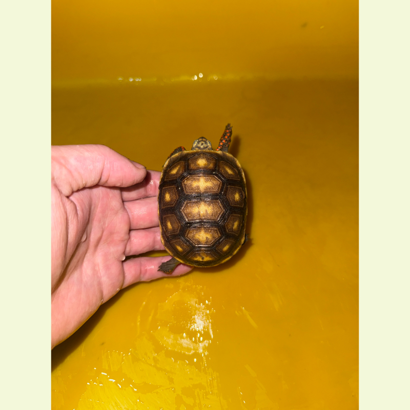 紅腿象龜｜約7-8公