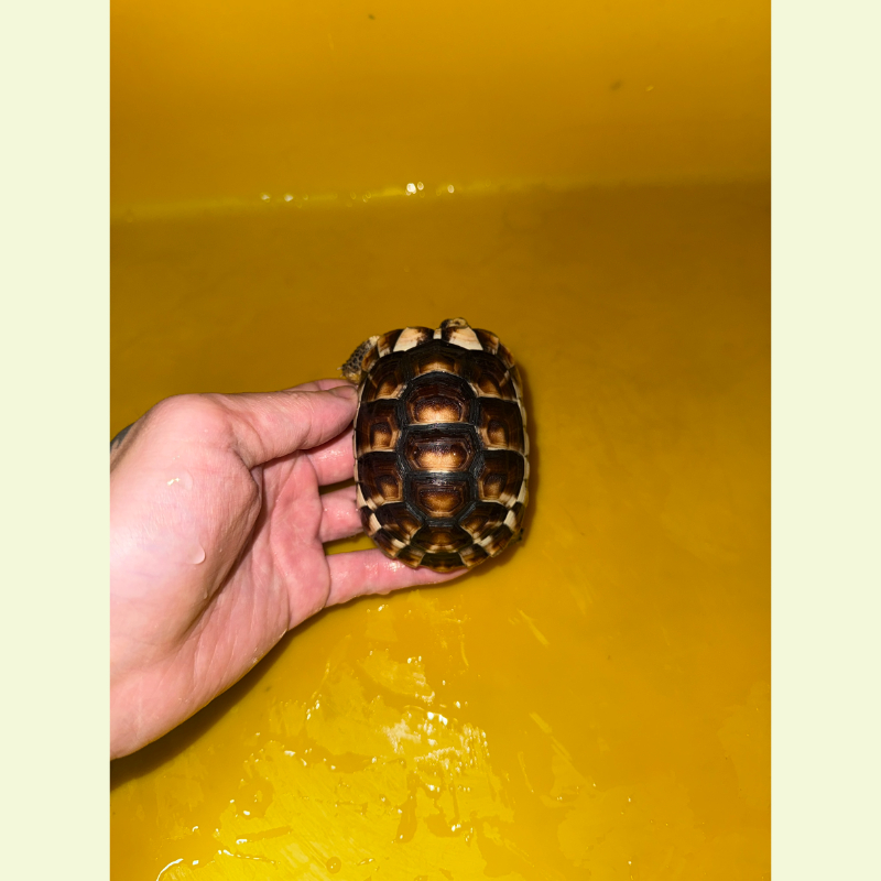 緣翹陸龜｜約9公分