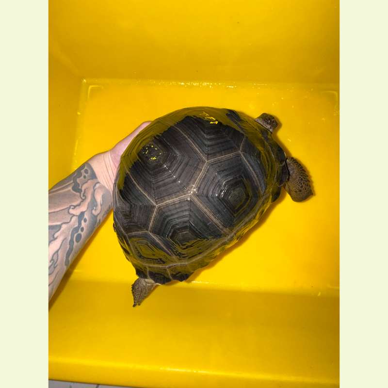 亞達伯拉象龜｜約20公分