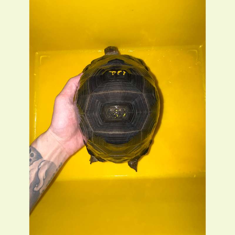 亞達伯拉象龜｜約20
