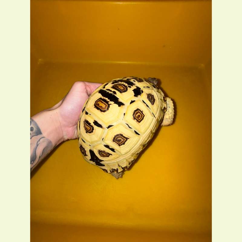 東非豹紋陸龜｜約17公分 