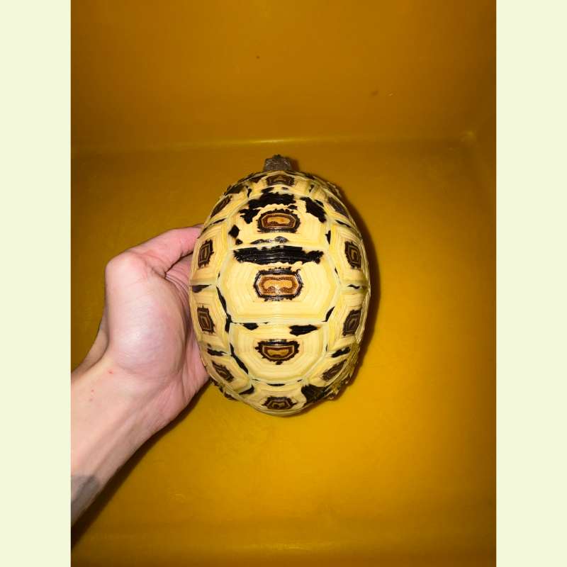 東非豹紋陸龜｜約17