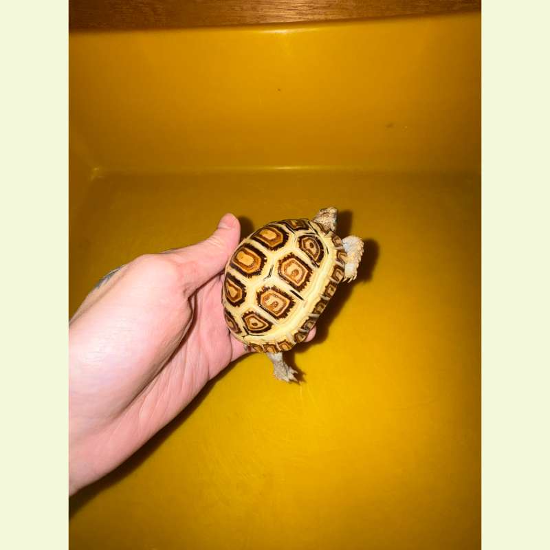 東非豹紋陸龜｜約8公分