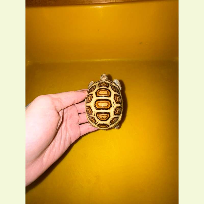東非豹紋陸龜｜約8公