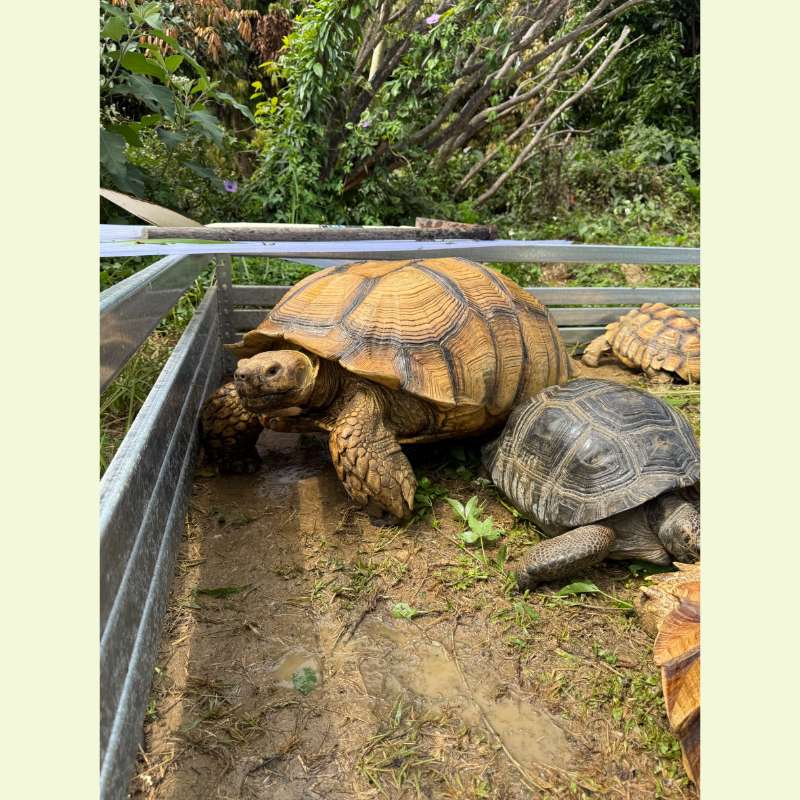 75公一隻70母一隻50母三隻45公一隻