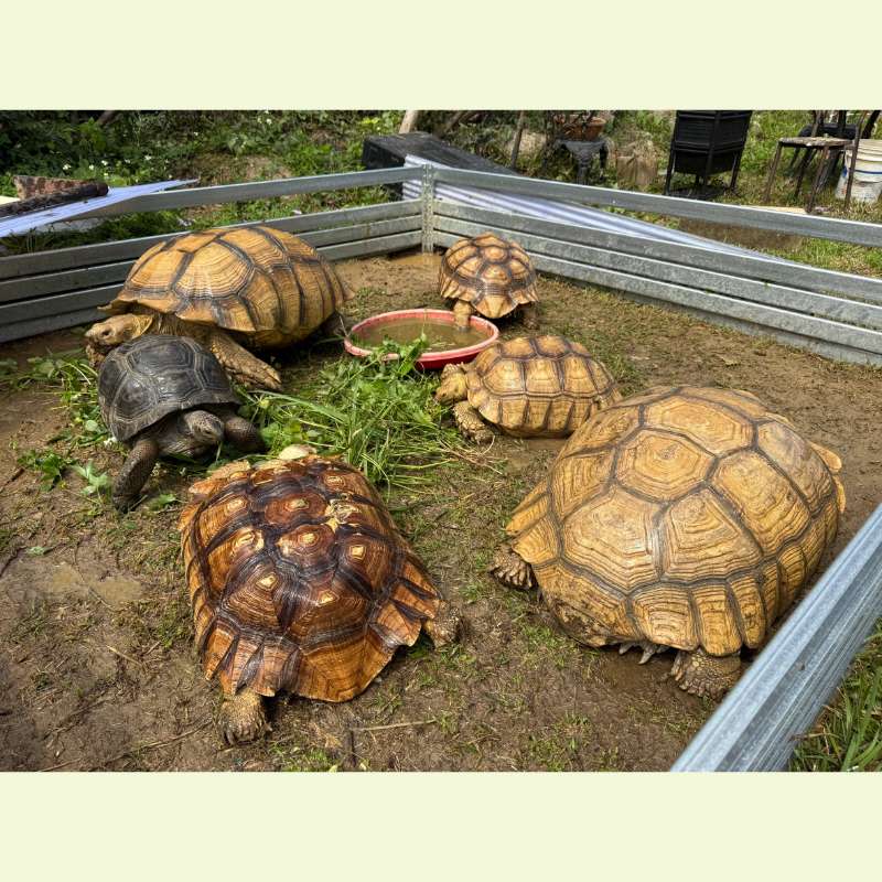 75公一隻70母一隻