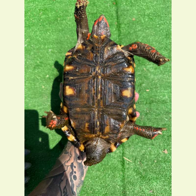 櫻桃紅腿象龜｜約21公分