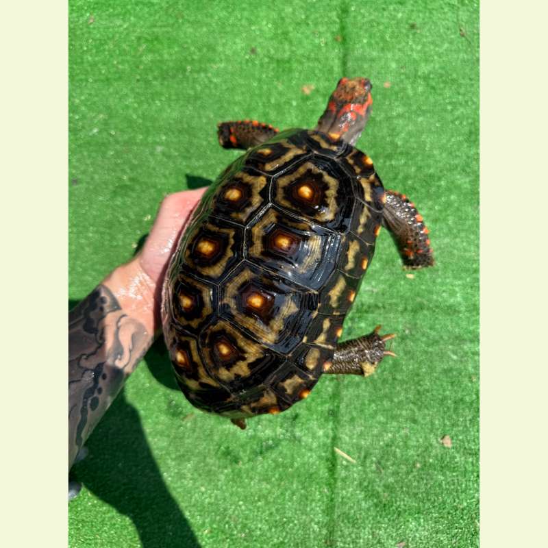 櫻桃紅腿象龜｜約21公分