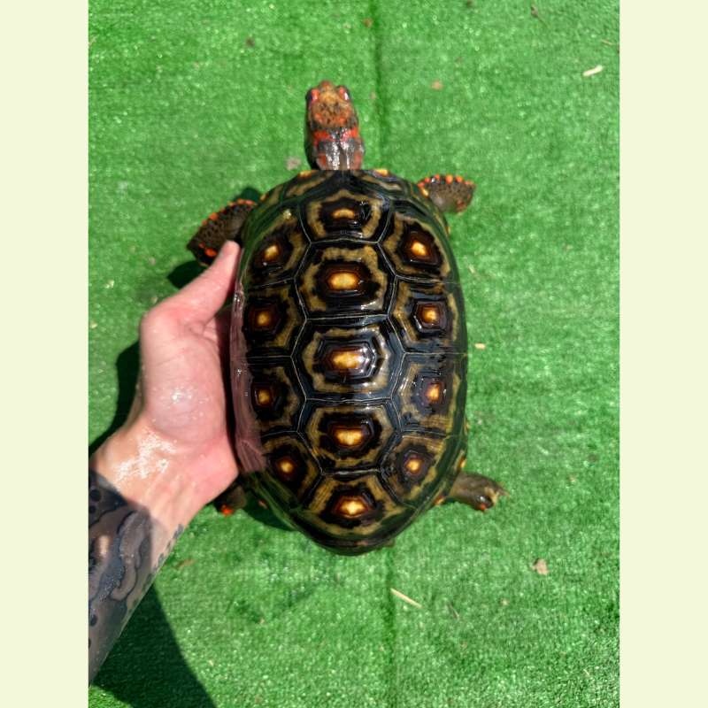 櫻桃紅腿象龜｜約21