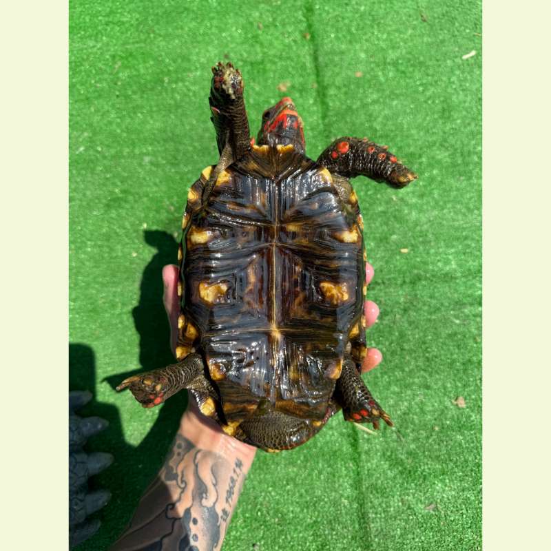 櫻桃紅腿象龜｜約19公分
