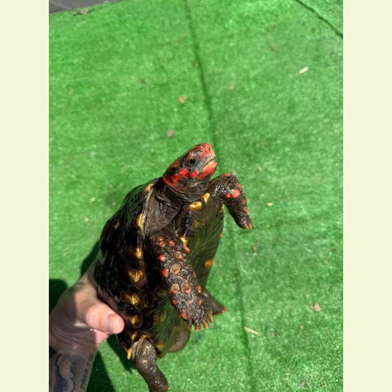 櫻桃紅腿象龜｜約19公分