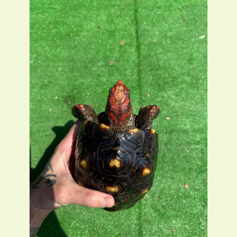 櫻桃紅腿象龜｜約19公分