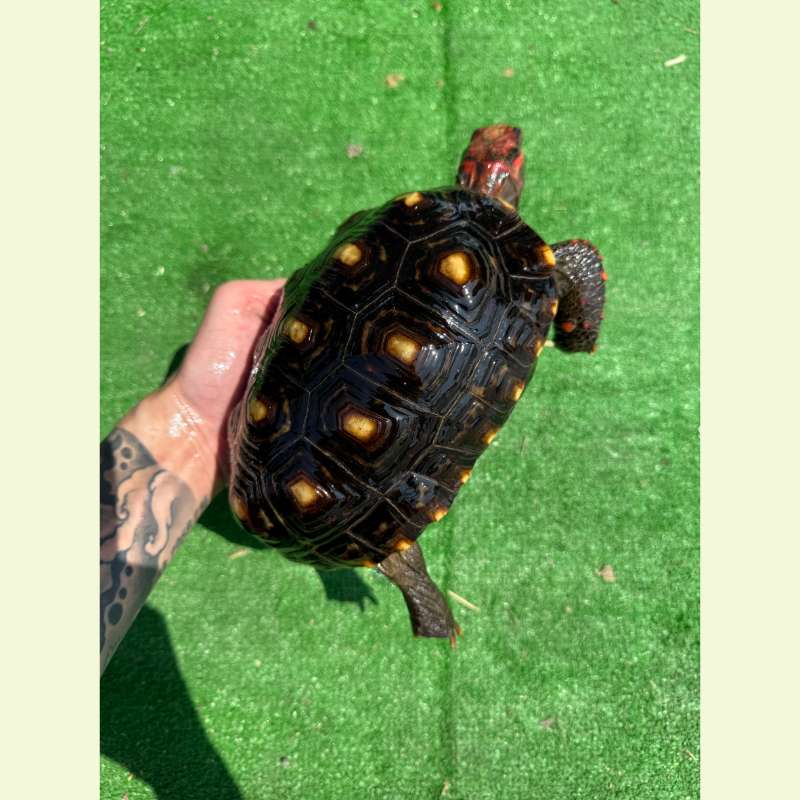 櫻桃紅腿象龜｜約19公分
