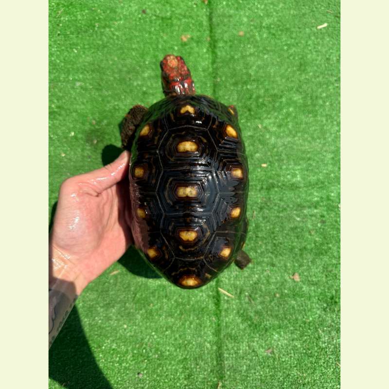 櫻桃紅腿象龜｜約19