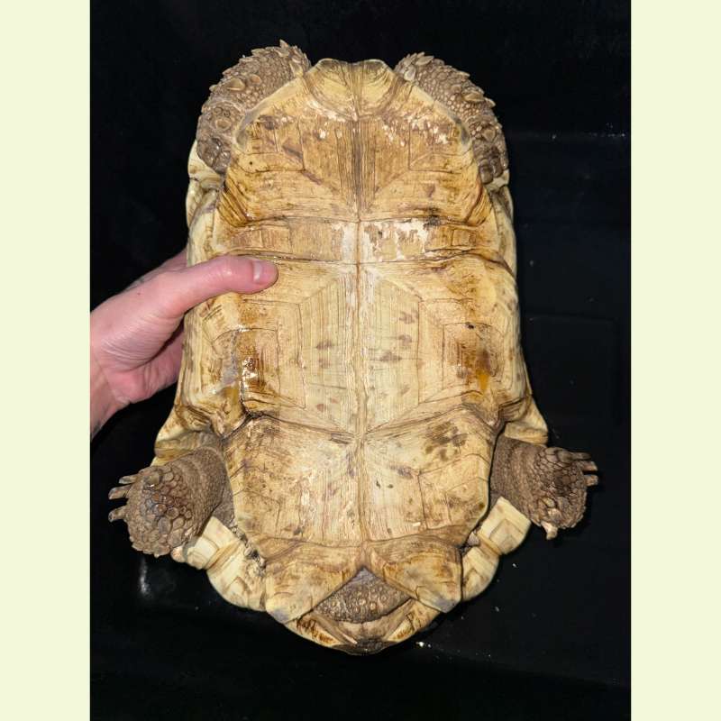 東非豹紋陸龜｜約38公分
