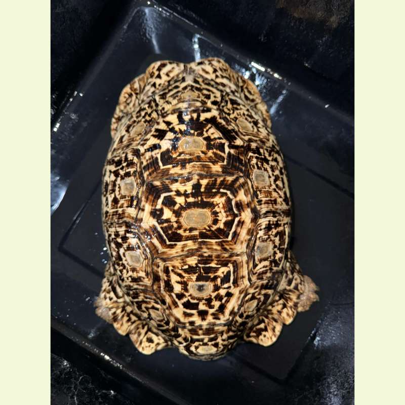 東非豹紋陸龜｜約38
