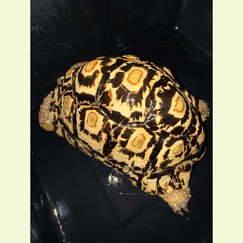 東非豹紋陸龜｜約35公分