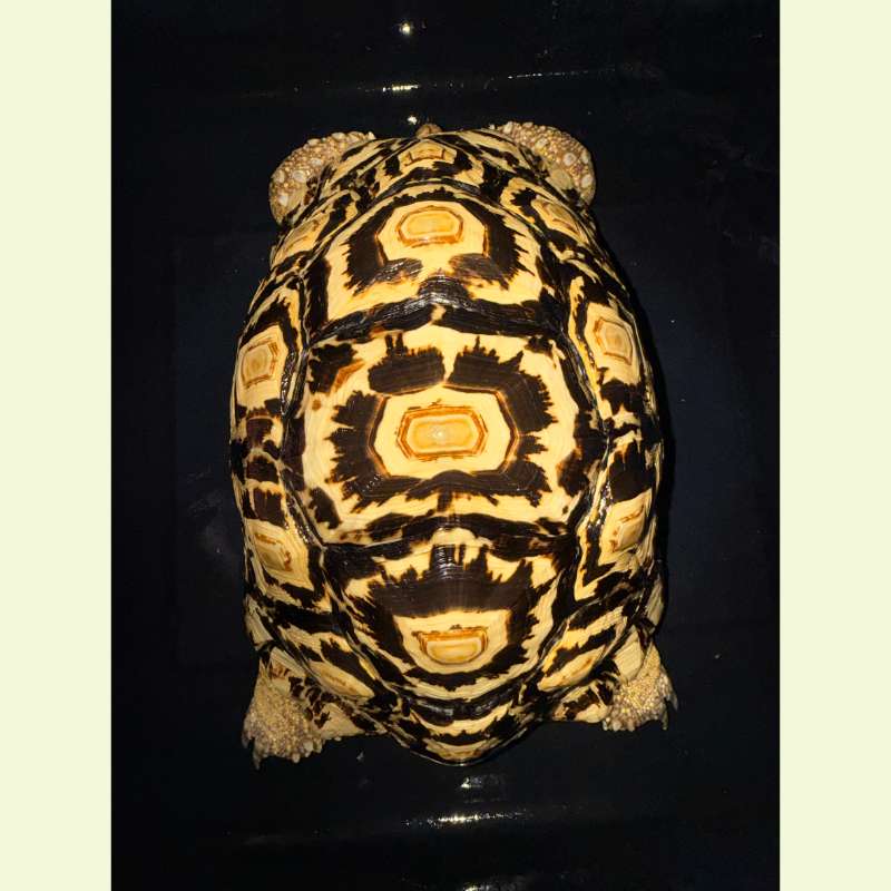 東非豹紋陸龜｜約35公分