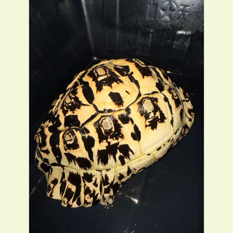 東非豹紋陸龜｜約35公分