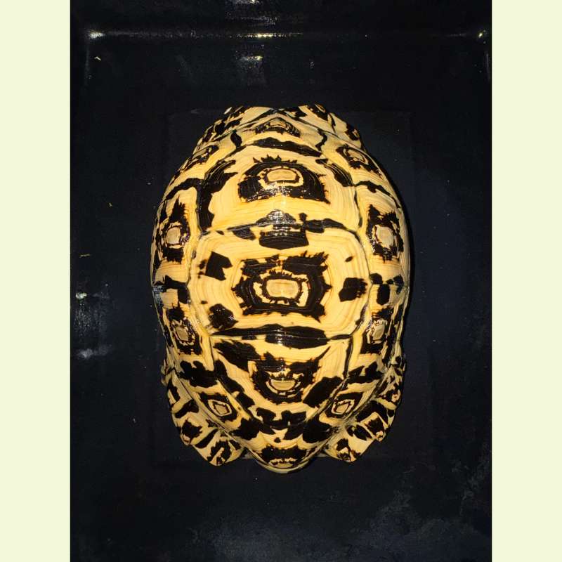 東非豹紋陸龜｜約35