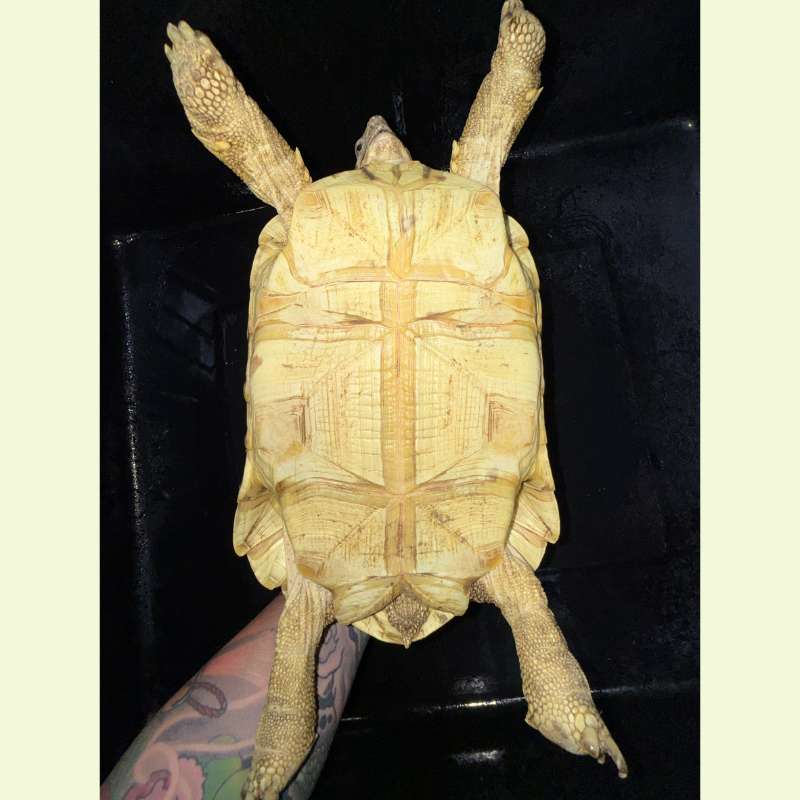 東非豹紋陸龜｜約27公分