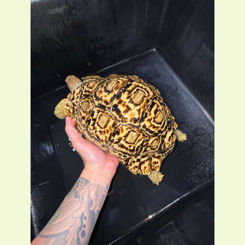 東非豹紋陸龜｜約27公分