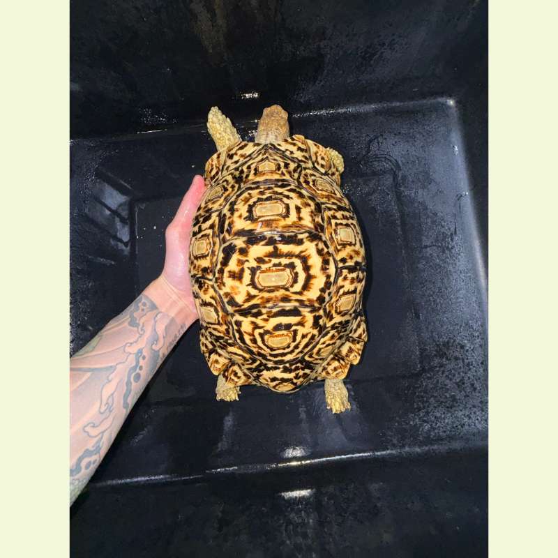 東非豹紋陸龜｜約27