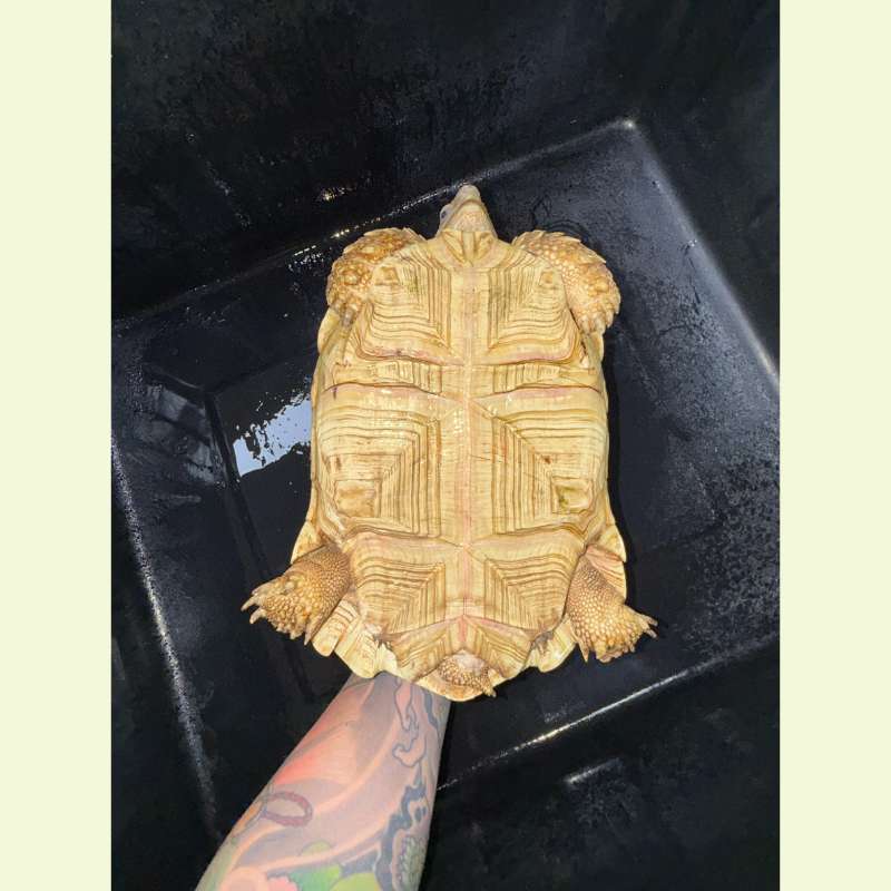 東非豹紋陸龜｜約25公分