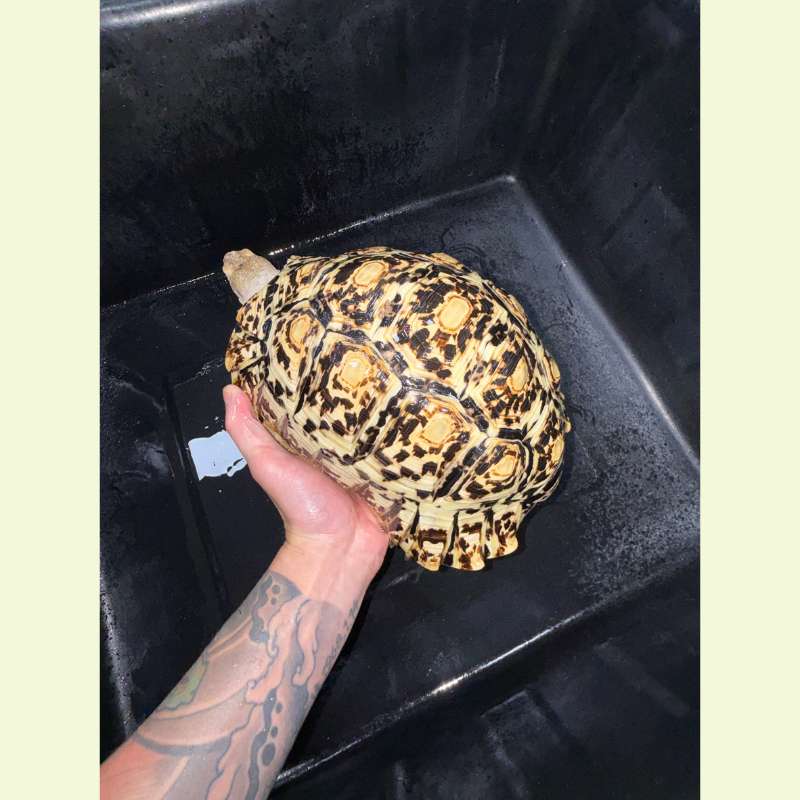 東非豹紋陸龜｜約25公分